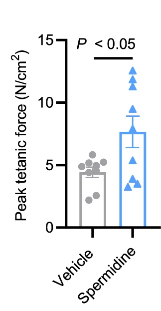 Open access visualization of Bar Plot, Error Bars, Maximal Tetanic Force, Electrical Stimulation, EDL Muscles