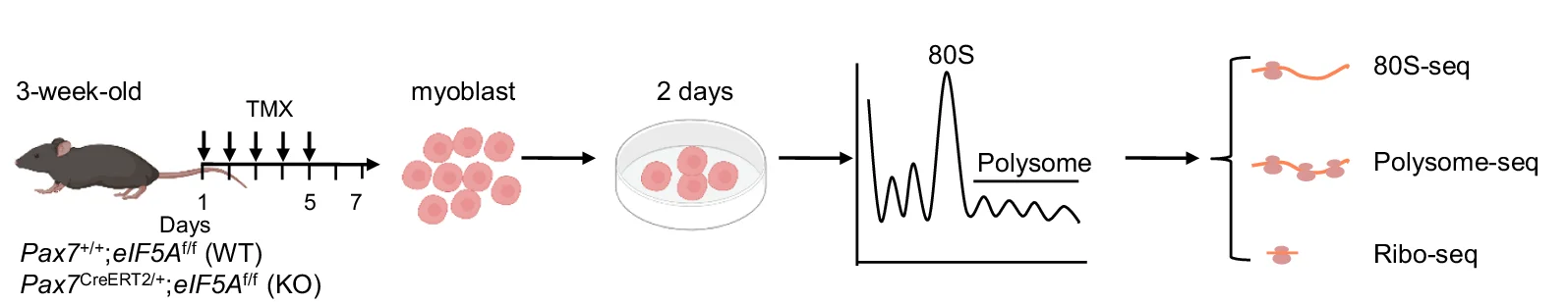 Open access visualization of Workflow, Line Plot, Monosome-Seq, Polysome-Seq, Ribo-Seq