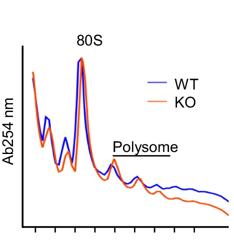 Open access visualization of Line Plot, Monosomes, Polysomes, eIF5A Knockout Mice, Wild-Type Controls