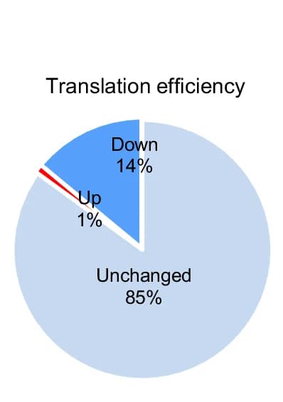 Open access visualization of Pie Chart, Translation Efficiency, eIF5A Knockout Cells, Wild-Type Controls