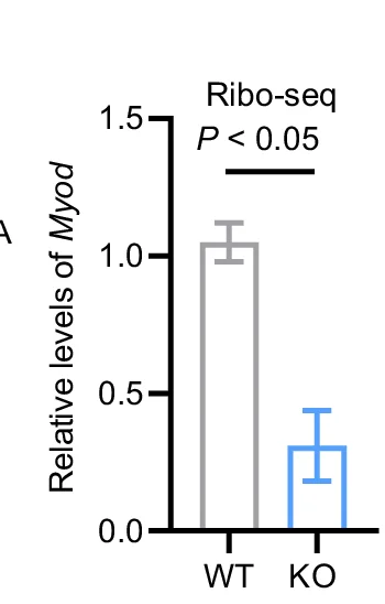 Open access visualization of Bar Plot, Error Bars, Myod, eIF5A Knockout Cells, Wild-Type Cells