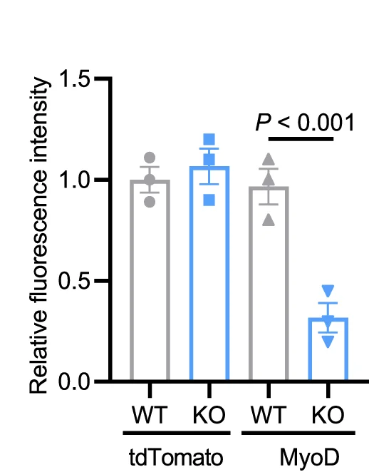Open access visualization of Bar Plot, Error Bars, Quantified Signal Intensity, tdTomato, MyoD-His