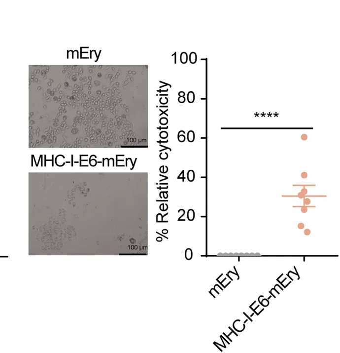 Open access visualization of Scatter Plot, Photo, Microscopy, In Vitro Killing Assay, Splenocytes