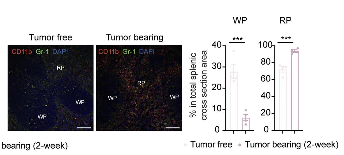 Open access visualization of Bar Plot, Error Bars, Microscopy, Photo, MDSCs