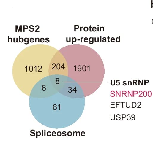 Open access visualization of Venn Diagram, MPS2 Hub Genes, Spliceosome Genes, Protein Levels, TNBC