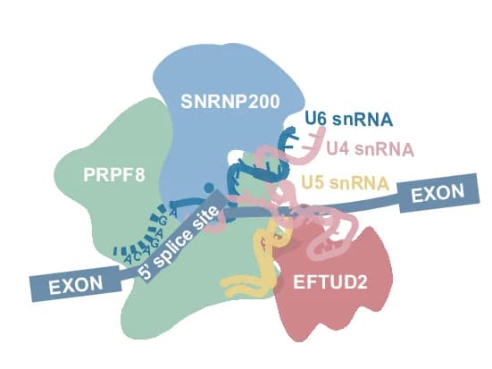 Open access visualization of Illustration, Workflow, Diagram, U5 snRNP, Core Components