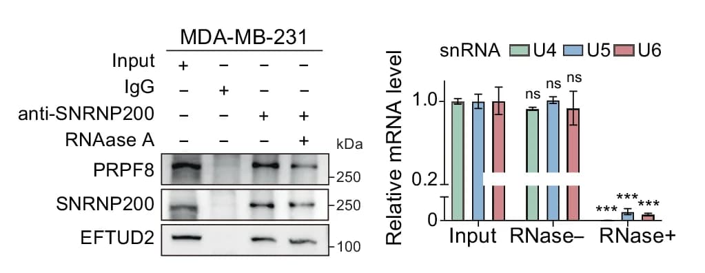 Open access visualization of Bar Plot, Error Bars, Gel, MDA-MB-231 Cells, Immunoprecipitation