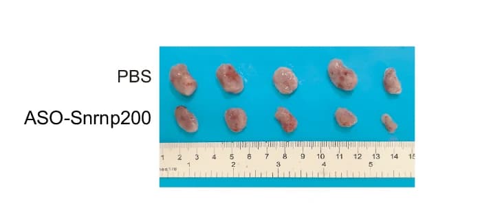 Open access visualization of Photo, 4T1 Tumors, ASO-Snrnp200 Treatment, Image