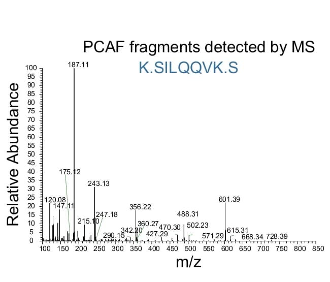 Open access visualization of Bar Plot, Endogenous PCAF, Immunoprecipitation, HEK293T Cells, Anti-SNRNP200 Antibody