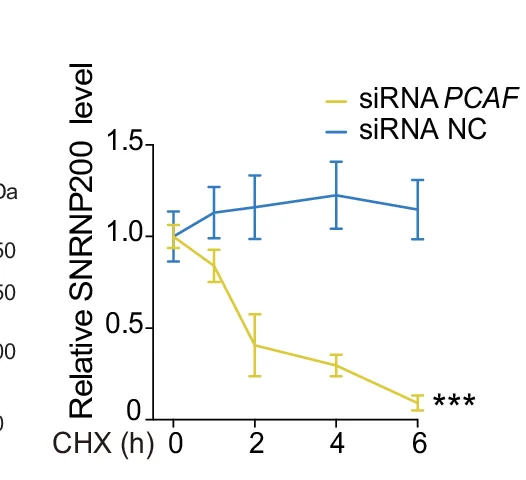 Open access visualization of Line Plot, Error Bars, SNRNP200, EFTUD2, PRPF8