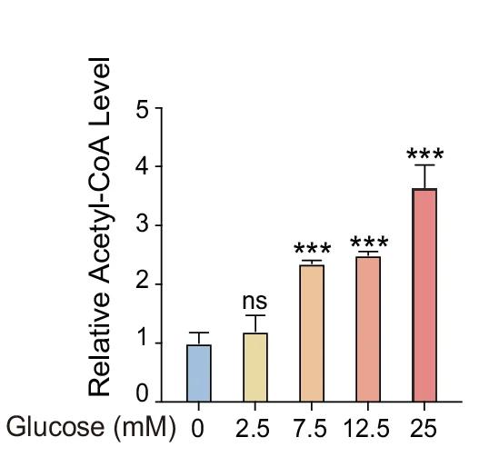 Open access visualization of Bar Plot, Error Bars, Acetyl-CoA Levels, BT-549 Cells, Glucose