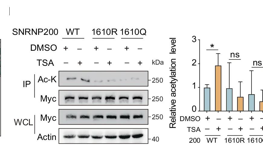 Open access visualization of Bar Plot, Error Bars, Gel, Photo, HEK293T Cells