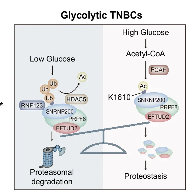 Open access visualization of Workflow, Flowchart, Working Model, Acetylation, Ubiquitylation