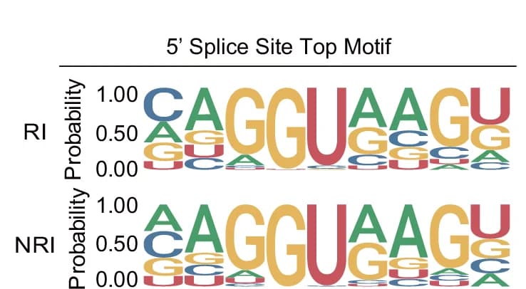Open access visualization of Illustration, Motif Enrichment Analysis, 5' Splice Site Sequences, RI, NRI