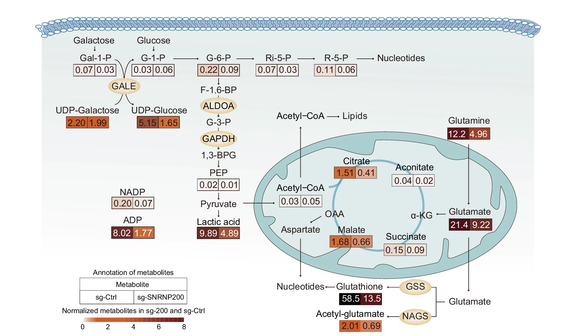 Open access visualization of Workflow, Illustration, Heatmap, Metabolic Genes, Glycolysis