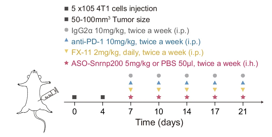 Open access visualization of Line Plot, Illustration, Snrnp200, ASO treatment, LDH inhibition