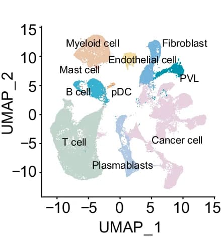 Open access visualization of UMAP, Cell Type, pDC, Plasmacytoid Dendritic Cell, PVLs