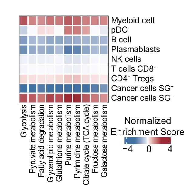 Open access visualization of Heatmap, Normalized Enrichment Scores, MPS2-upregulated Metabolic Pathways, Cell Types
