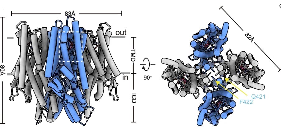 Open access visualization of Protein Structure, 3D Plot, Cartoon Representation, Fructose, DmoGr43a