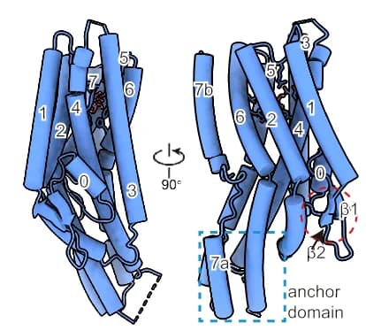 Open access visualization of Protein Structure, Cartoon, Fructose, DmoGr43a, Subunit
