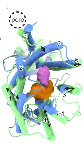 Open access visualization of Protein Structure, Overlay, Fructose, DmoGr43a, Sucrose