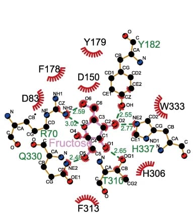 Open access visualization of Chemical Structure, Schematic Representation, Interactions, Fructose, DmoGr43a