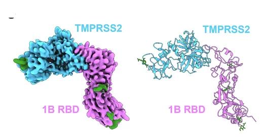 Open access visualization of Protein Structure, Cryo-EM Structure, HKU1 1B RBD, TMPRSS2, Cryo-EM Densities