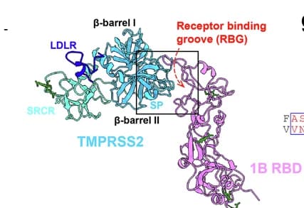 Open access visualization of Protein Structure, 1B RBD, TMPRSS2, Ribbon Models, HKU1 Receptor Binding Groove