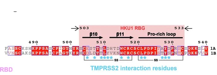 Open access visualization of Illustration, Sequence Alignment, 1A-RBD, 1B-RBD, Residues