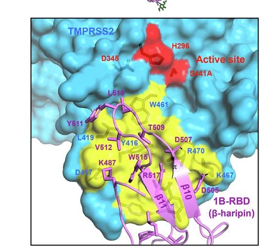 Open access visualization of Protein Structure, Chemical Structure, HKU1 1B RBD, TMPRSS2, Molecular Surface