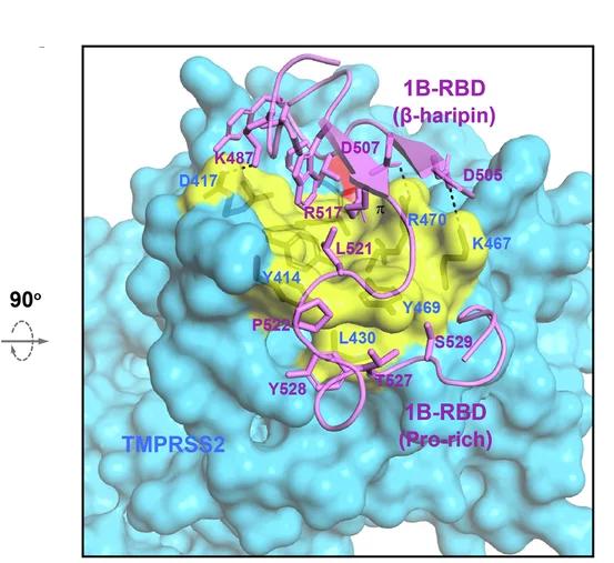 Open access visualization of Protein Structure, HKU1 1B RBD, TMPRSS2, Molecular Surface, Proteinase Active Site