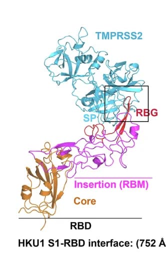 Open access visualization of Protein Structure, HKU1 RBD, TMPRSS2 Complex, RBD Core Domain, RBG