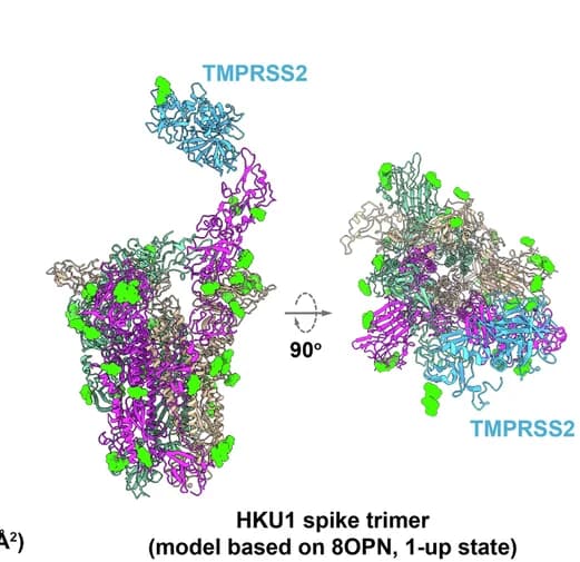 Open access visualization of Protein Structure, TMPRSS2, HKU1 Spike Trimer, RBD, Ribbon Model