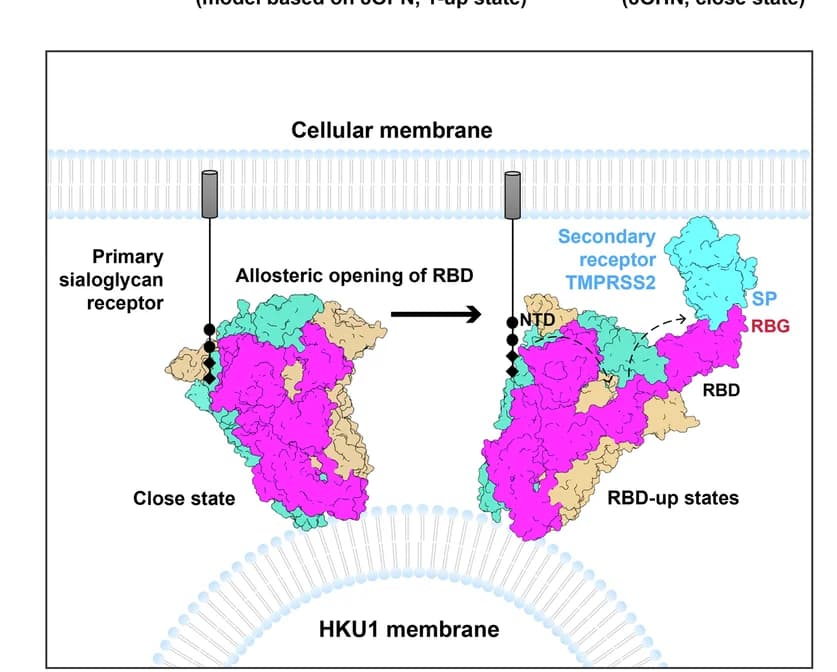 Open access visualization of Illustration, Workflow, HKU1 Spike Protein, Receptor Binding