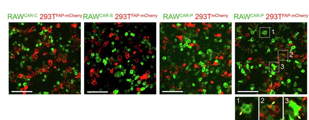 Open access visualization of Microscopy, mCherry, Vesicles, RAW CAR-P Cells, 293T FAP-mCherry Target Cells