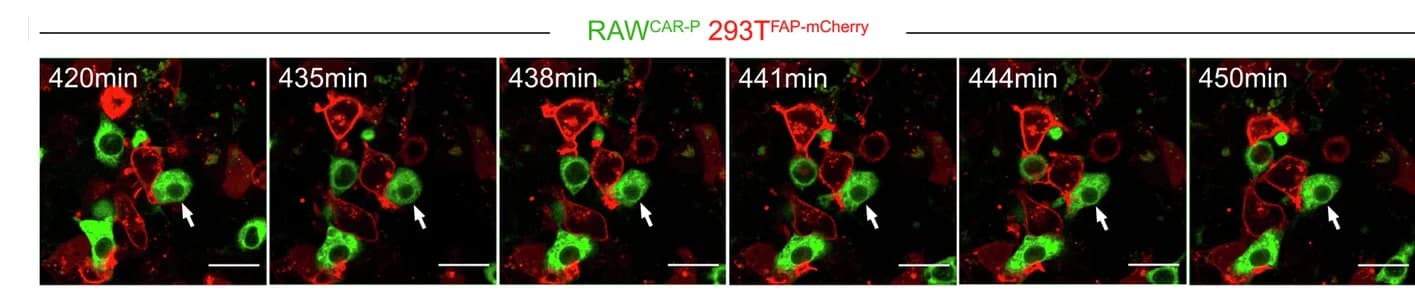 Open access visualization of Microscopy, Live-Cell Imaging, RAW CAR-P Cell, 293T FAP-mCherry Target Cell