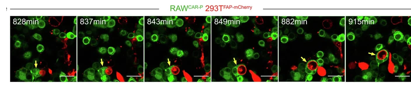 Open access visualization of Microscopy, Live-Cell Imaging, RAW CAR-P Cell, 293T FAP-mCherry Cell