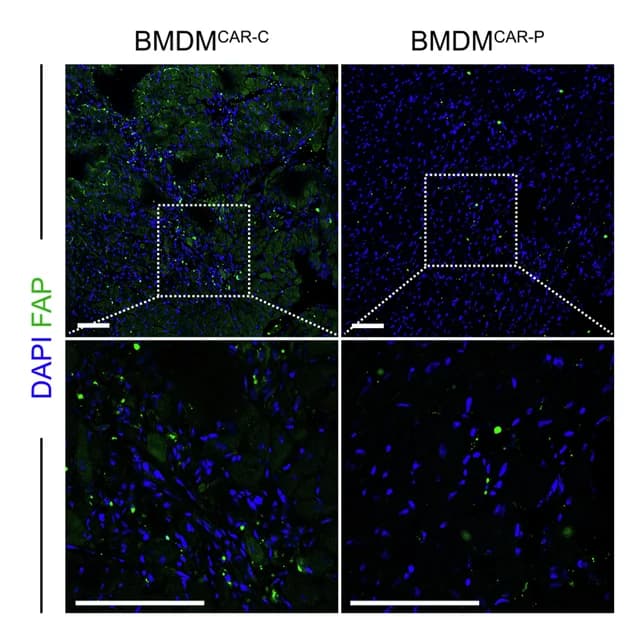 Open access visualization of Microscopy, FAP Staining, Heart Sections, Mice