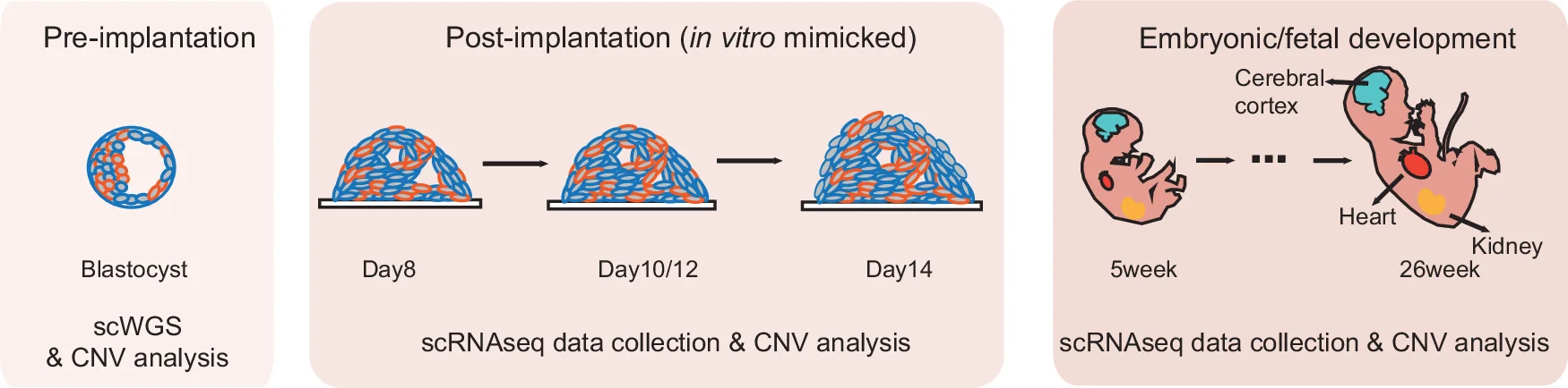 Open access visualization of Workflow, Illustration, Blastocysts, Single-Cell Whole-Genome Sequencing, CNVs