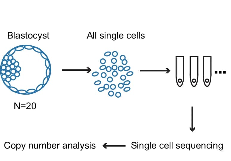 Open access visualization of Workflow, Flowchart, Illustration, Single Cell Whole Genome Sequencing, Blastocysts