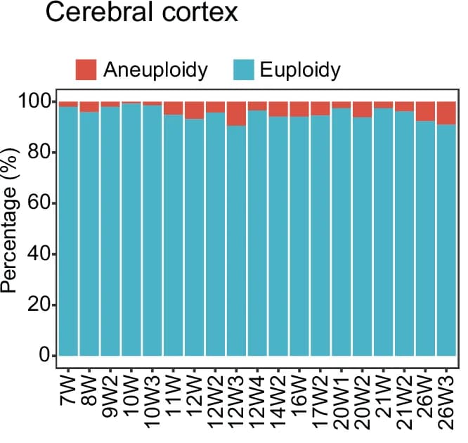 Open access visualization of Stacked Bar Plot, Aneuploidy Rate, Cerebral Cortex, Embryo, Fetus