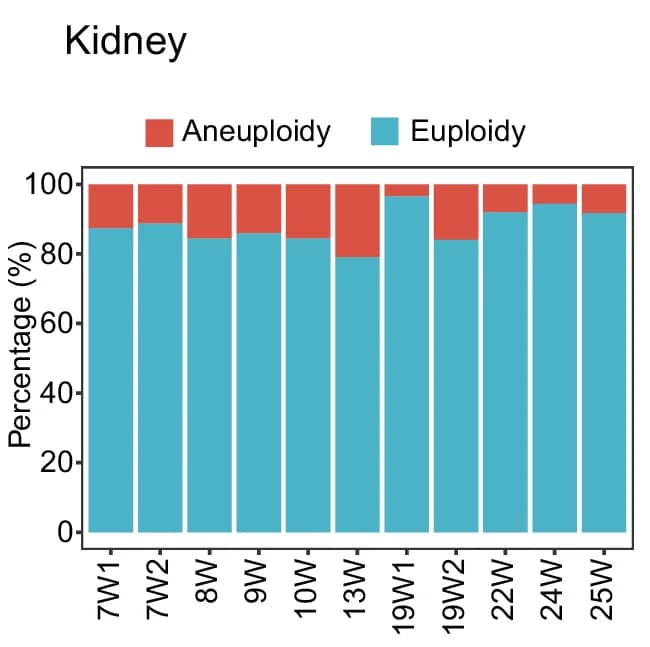Open access visualization of Stacked Bar Plot, Aneuploidy Rate, Kidney, Embryo, Fetus
