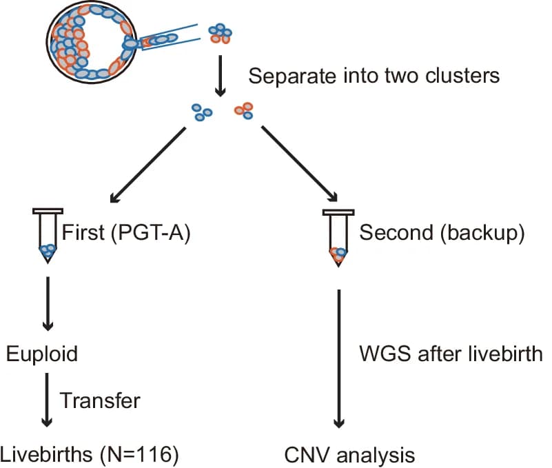 Open access visualization of Workflow, Flowchart, Illustration, Aneuploidy Detection, Backup Biopsy Samples