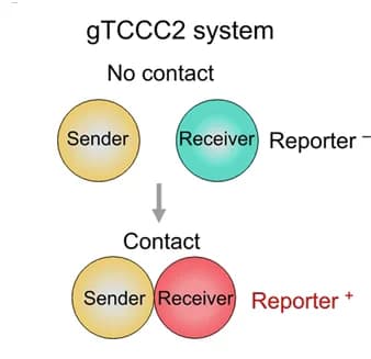 Open access visualization of Workflow, Illustration, gTCCC2 System, Genetic Tracing, Cell-Cell Contact