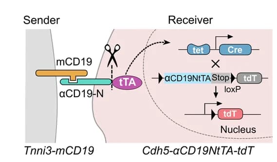 Open access visualization of Workflow, Illustration, gTCCC2 System, Genetic Tracing, CDH5+ ECs