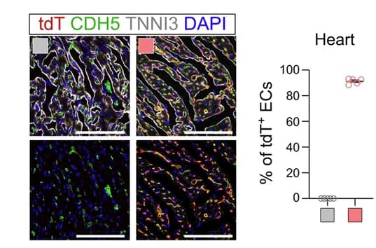 Open access visualization of Microscopy, Scatter Plot, Endothelial Cells, tdT, Quantification