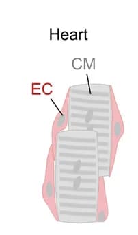 Open access visualization of Illustration, Endothelial Cells, Cardiomyocytes, tdT, Cartoon Image