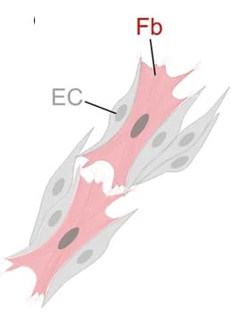 Open access visualization of Illustration, Endothelial Cells, Fibroblasts, Cartoon Image