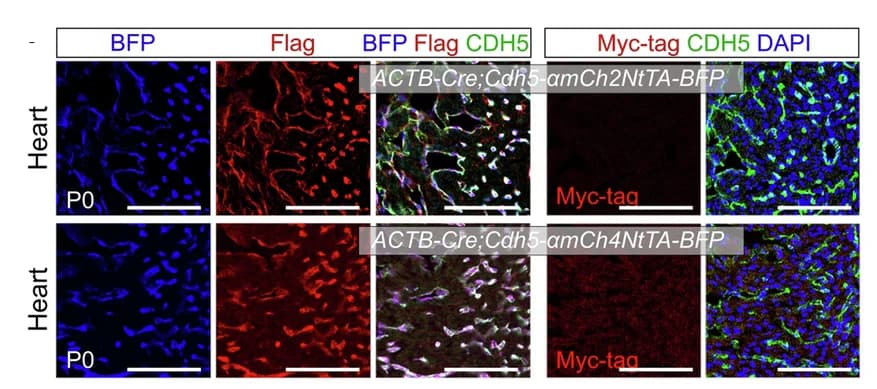 Open access visualization of Microscopy, Immunostaining, BFP, Flag, CDH5
