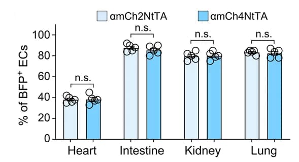Open access visualization of Bar Plot, Scatter Plot, Endothelial Cells, BFP, Quantification